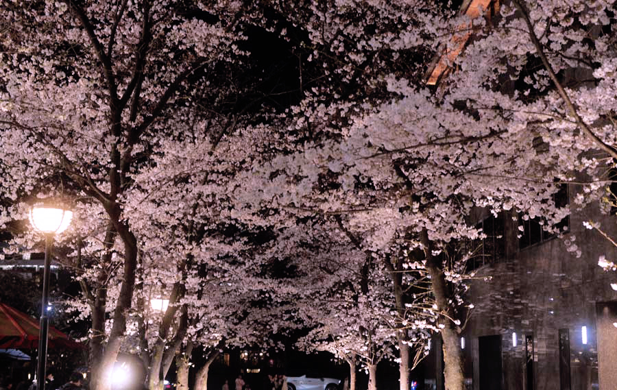 祇園白川夜桜ライトアップ